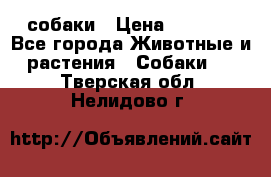 собаки › Цена ­ 2 500 - Все города Животные и растения » Собаки   . Тверская обл.,Нелидово г.